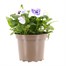 Pansy F1 Light Blue Hybrid 2L Pot Bedding Alternative Image1